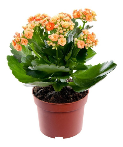 Sobre Para Sembrar 15 Plantas Crasas Florales De Kalanchoe