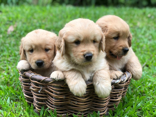 Golden Retriever Hermosos Cachorros Disponibles 