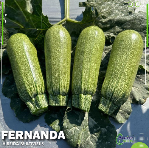 Semilla De Calabaza Hibrida Variedad Fernanda 2 Libras