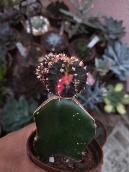 Cactos Vermelho Gymnocalycium | MercadoLivre 📦