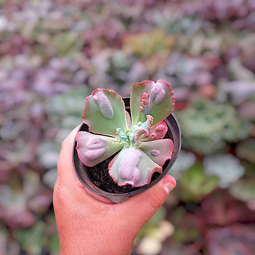 Suculenta Echeveria Gibbiflora Moonstone Legítima