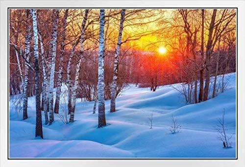 Snowy Birch Tree Bosque Colorido Invierno Sunset Foto 623b E