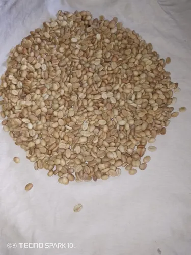 Semillas De Café Caturra