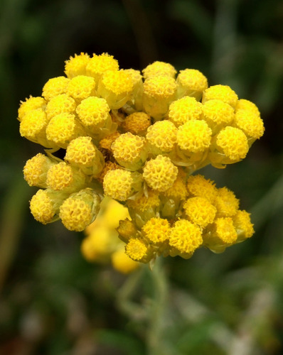Helichrysum Italicum Hierba Inmortalidad 1 Planta De 30a40cm