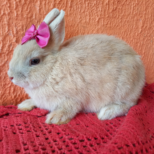 Mini Coelho/ Coelho Anão/ Netherland Dwarf: O Menor Do Mundo