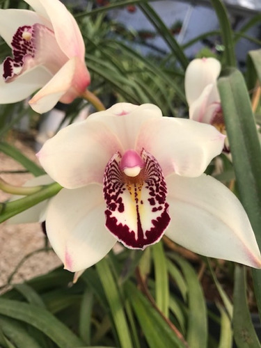 Orquidea Cymbidium Blanca Variedad Grande Plantas Jovenes | MercadoLibre