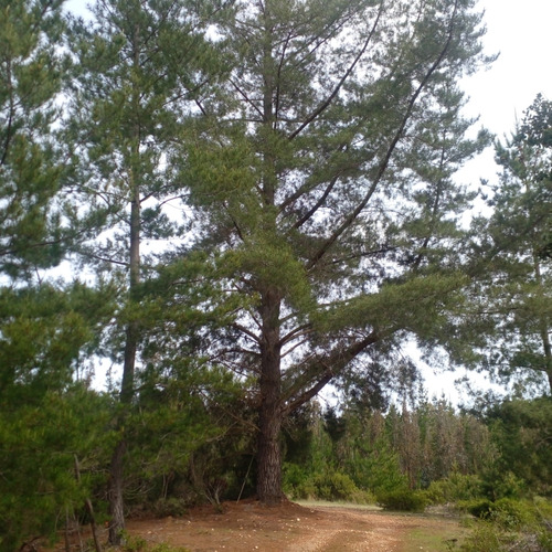 Lindo Sitio Con Bosque En La Cercanía De Pichilemu