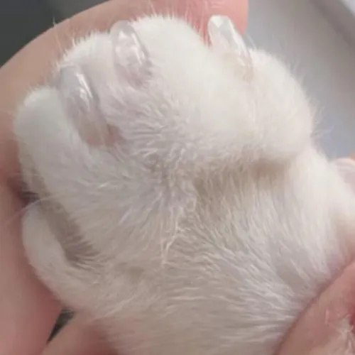 Cubiertas Transparentes Para Garras De Gato Tapas Para Uñas