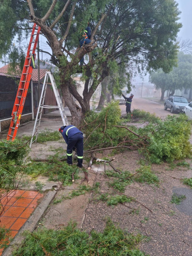Imagen 10 de 10 de Jardineria, Areas Verdes, Podas, Empresa Reglamenta Sedilor