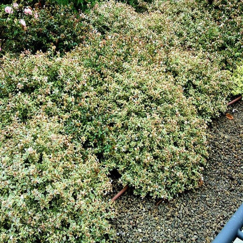 Abelia Grandiflora 5lts