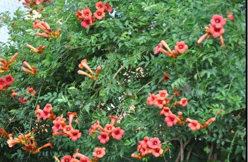 Trompeta De Fuego Planta Trepadora Campsis Radicans