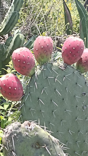 3 Pencas De Nopal Xoconostle, 3 Varidades Distintas, Lc