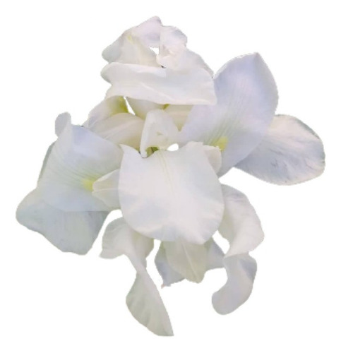 Rizoma De Lirio Blanco - Iris - Envios