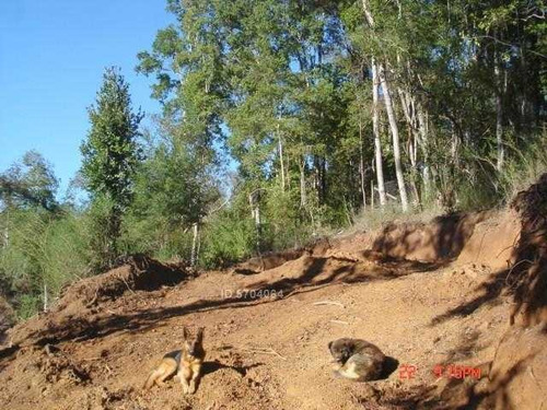 Imagen 9 de 21 de Camino Nonguen S / N , Sector Reserva De Nonguen Concepc...