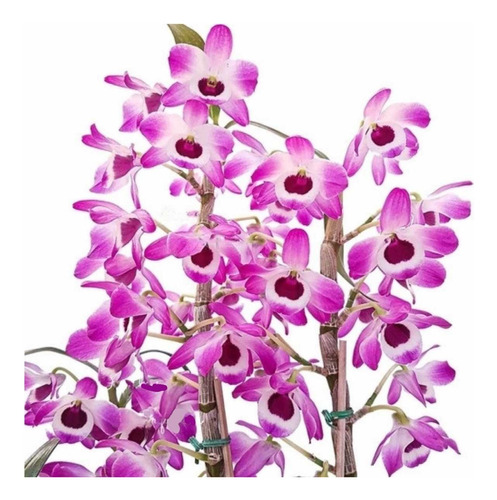 Orquídea Dendrobium Nobiles Olho-de-boneca Planta Adulta