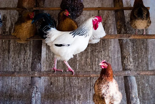2 Leve 4 Ovos Raças Pura Variadas.compre E Escolha Ás Raças!