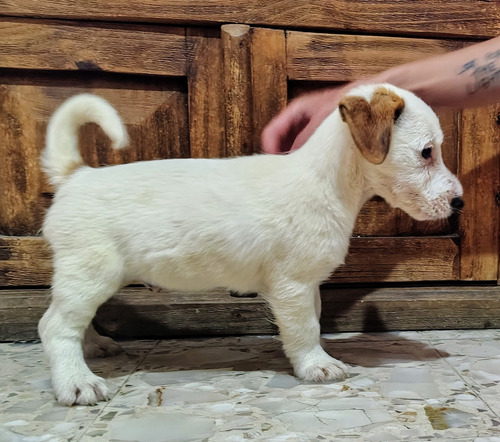 Jack Russell Terrier Pedigree Internacional Opciónal Blanco (Usado)