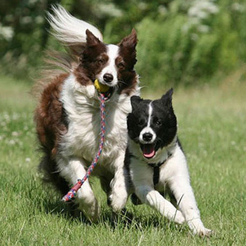 K * Pelota De Espuma For Entrenamiento De Perros Y Mascotas