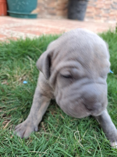 Imagen 2 de 5 de Venta De Pitbull Puros