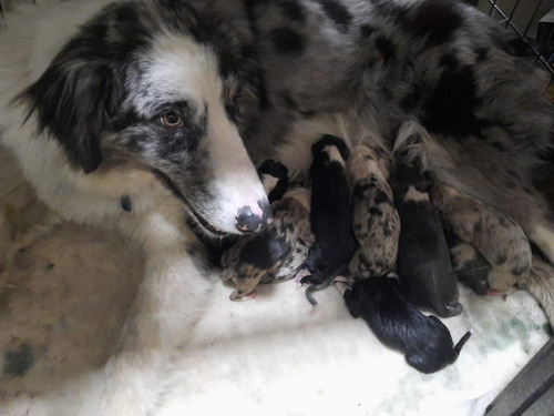Imagen 8 de 9 de Cachorros Border Collie