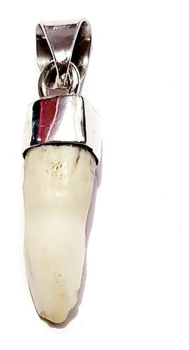 Dije Colmillo Diente De Cocodrilo Natural En Plata 925 3