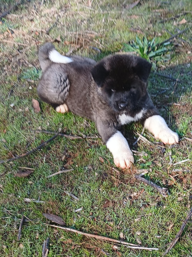 Cachorros Akita Americano