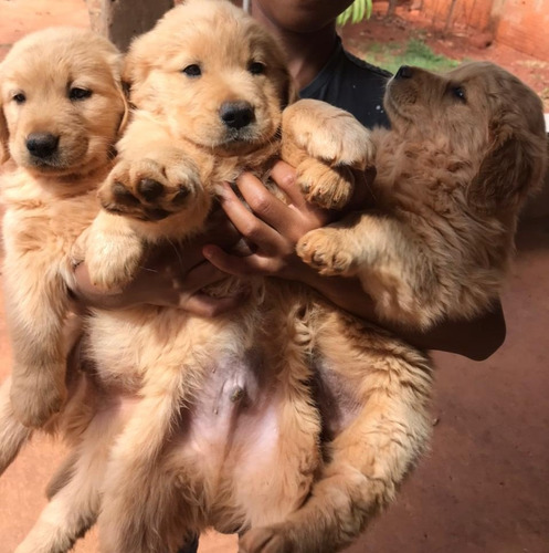 Imagem 1 de 4 de Filhote De Golden Retriever