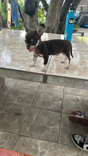 Chihuahua Ruso, Servicio De Macho