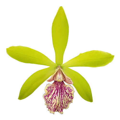 Orquídea Epicattleya Yamanara Planta Adulta