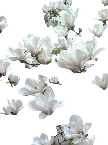 Magnolia Soulangeana Alba Superba Blanca Flor Super Grande.