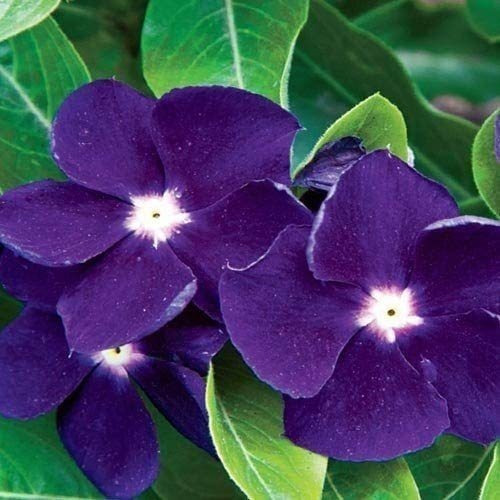 40  Vinca Sunstorm Púrpura Lavanda Semillas De Flores/anual