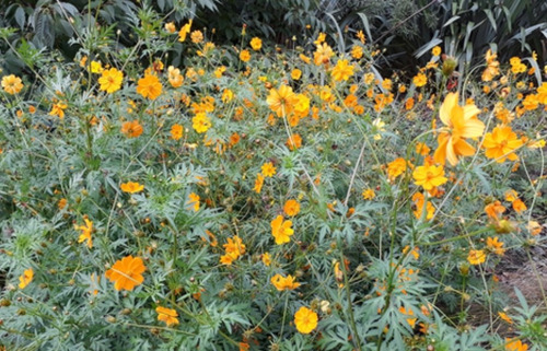Cosmos Sulphureus Naranja, Mirasol Naranja, 10 Semillas, Nv
