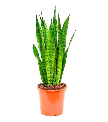 Lengua De Suegra X 10 Plantas + 2 De Regalo