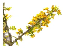 Comprar Hermoso Arbol De Chañar, Bellas Flores Y Fruto Comestible 