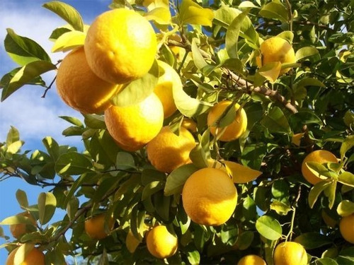 Imagem 7 de 8 de Muda De Limão Doce Enxertada