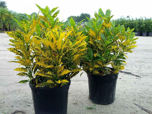 Cróton Amarelo - Codiaeum Variegatum - Pote 17