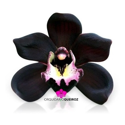 Orquídea Negra Cymbidium Kiwi Midnight Muda Pequena