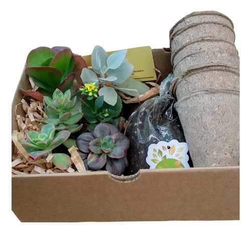 Suculentas 6 Plantas Coleccion En Caja Cactus Para Regalo
