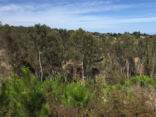 Imagen 9 de 24 de Agrícola En Venta En Algarrobo