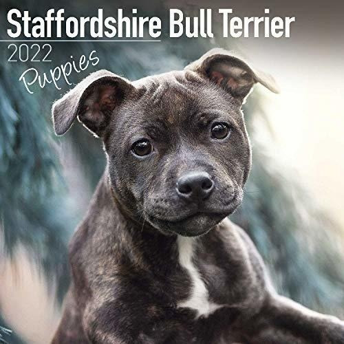 Staffordshire Bull Terrier Puppies Calendar - Dog...