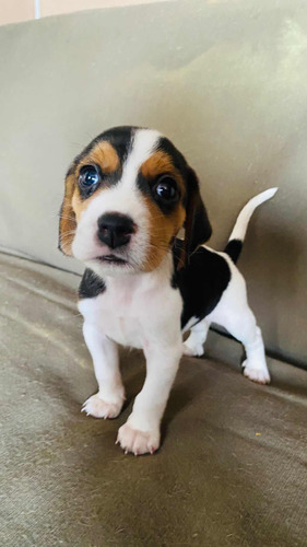 Cachorros Beagle Tricolor