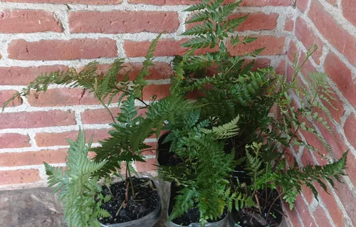 Plantas Helecho Calaguala Orgánico -