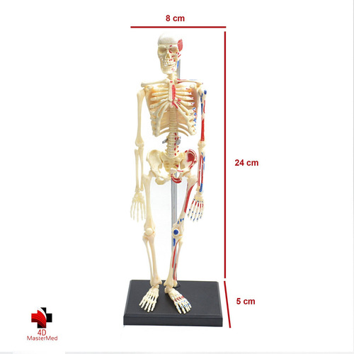 Anatomia Do Esqueleto + Esqueleto E Músculos - Kit 4d Master