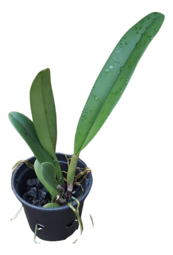 Orquídea Cattleya Turandot Guaxupe X Bc Horacio - 1 Unidade
