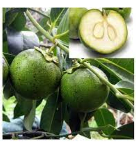 Zapote Blanco Crecimiento Rapido