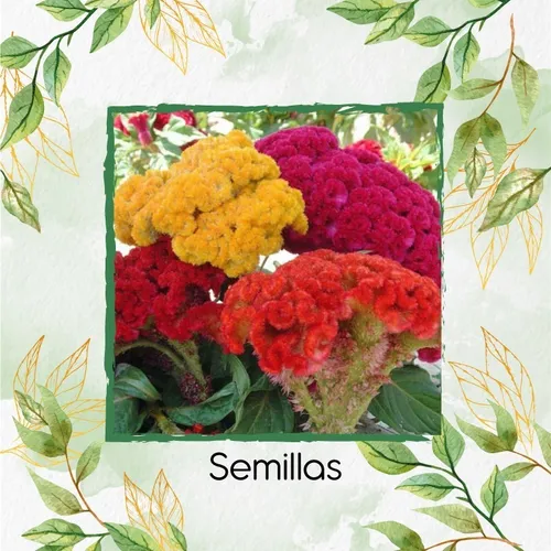 50 Semillas Orgánicas De Flor Terciopelo