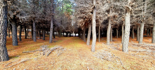 Imagen 2 de 8 de Lote En Venta - Dina Huapi - Bariloche - Loteo Dina Hue