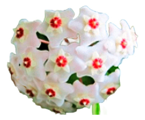 5 Sementes Flor De Cera Hoya Carnosa Branca Centro Vermelho