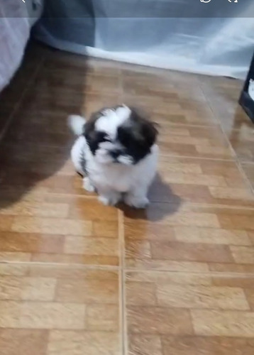 Vendo Cachorto Shiz Tzu Macho Com 40 Dias Ainda Nso Tomou A