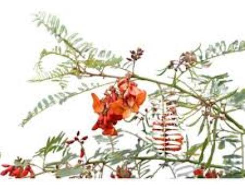 Arbol Sesbania Punicea / Acacia Mansa / Ceibillo